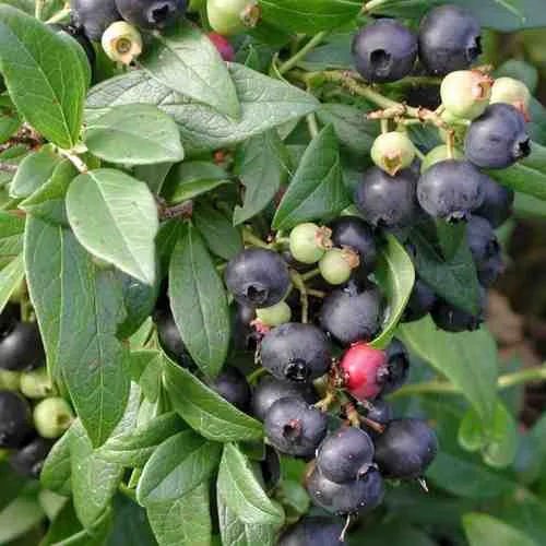 Голубика ПУТТЕ  Голубика ПУТТЕ в Челябинске