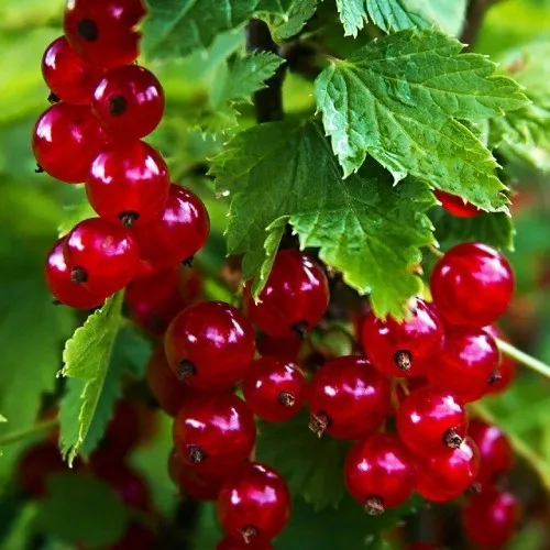 Смородина красная РОЛАН  Смородина красная РОЛАН в Челябинске