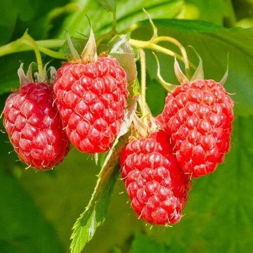 Малина ИЗОБИЛЬНАЯ  Малина ИЗОБИЛЬНАЯ в Челябинске