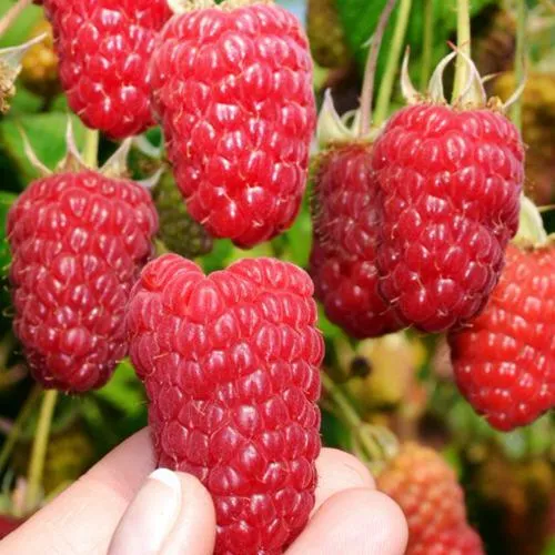 Саженцы малины Московский великан Саженцы малины Московский великан