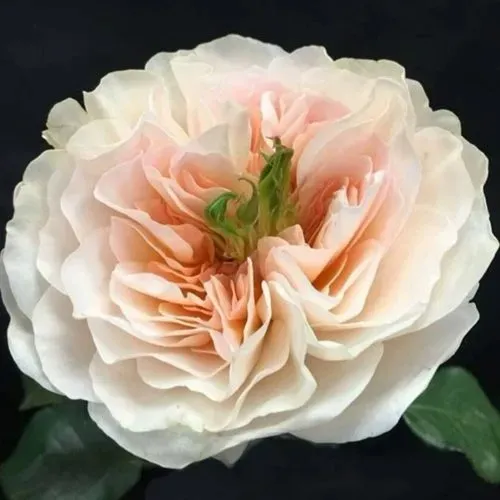 Саженцы роз ЧАРИТИ английская  Саженцы роз ЧАРИТИ английская в Челябинске