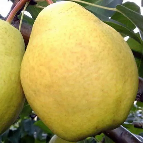 Груша ОСЕННИЙ ВЕЛИКАН  Груша ОСЕННИЙ ВЕЛИКАН в Челябинске