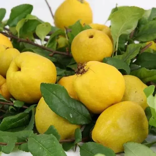 Айва ЯПОНСКАЯ  Айва ЯПОНСКАЯ в Челябинске