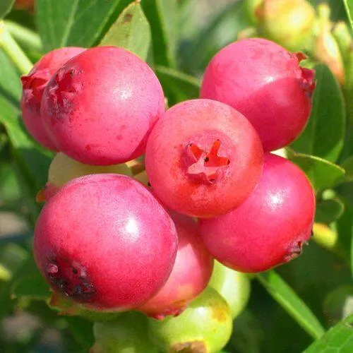 Голубика ПИНК ЛИМОНАД  Голубика ПИНК ЛИМОНАД в Челябинске