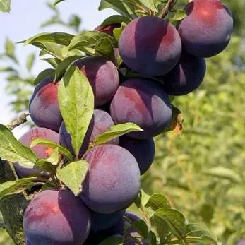 Поздняя в Челябинске