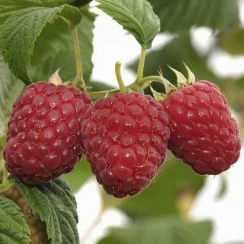 Саженцы малины Гусар Саженцы малины Гусар