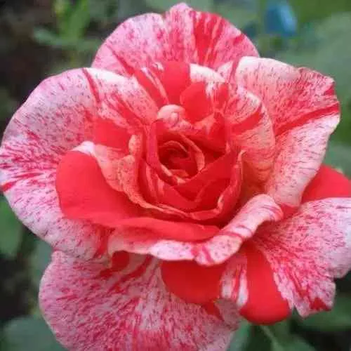 Саженцы роз ФИЛАТЕЛИЯ чайно-гибридная  Саженцы роз ФИЛАТЕЛИЯ чайно-гибридная в Челябинске