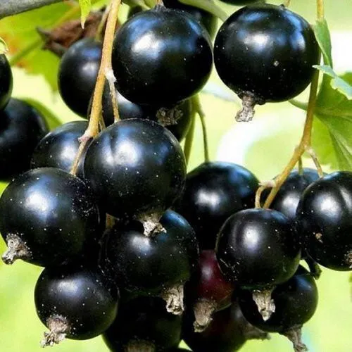 Смородина чёрная СОКРОВИЩЕ  Смородина чёрная СОКРОВИЩЕ в Челябинске