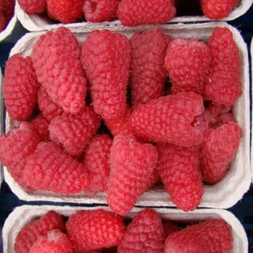 Саженцы малины Лячка Саженцы малины Лячка