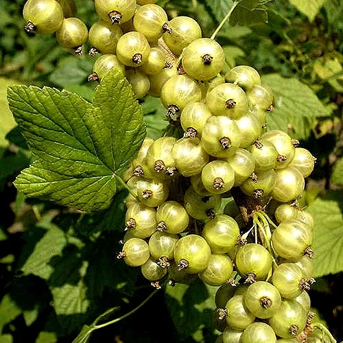 Смородина зеленоплодная СНЕЖНАЯ КОРОЛЕВА  Смородина зеленоплодная СНЕЖНАЯ КОРОЛЕВА в Челябинске