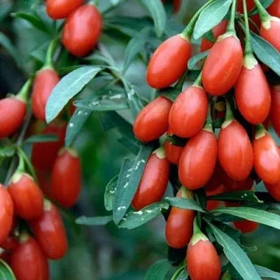 Годжи NEW BIG  Годжи NEW BIG в Челябинске