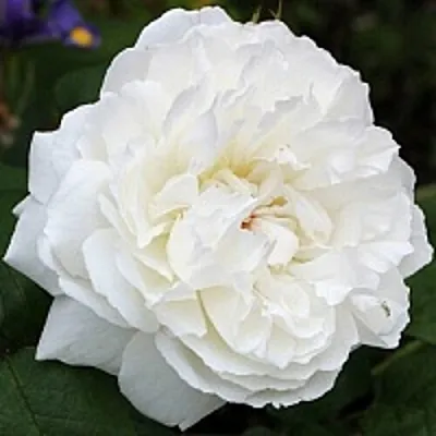 Саженцы роз ВИНЧЕСТЕР КАФЕДРАЛ английская  Саженцы роз ВИНЧЕСТЕР КАФЕДРАЛ английская в Челябинске