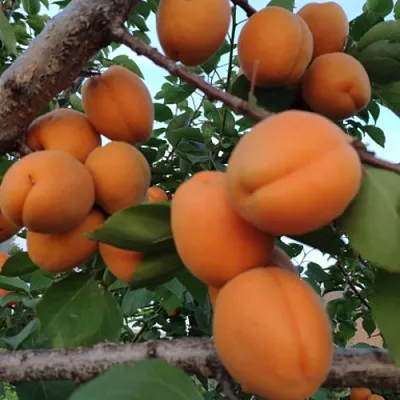 Абрикос ГОЛД РИЧ  Абрикос ГОЛД РИЧ в Челябинске