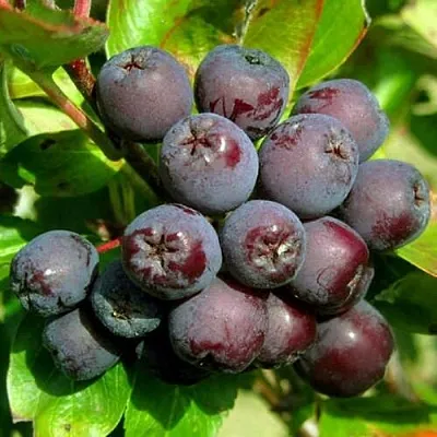 Рябина ЛИКЁРНАЯ сладкоплодная  Рябина ЛИКЁРНАЯ сладкоплодная в Челябинске