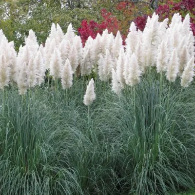 Кортадерия белая (пампасная трава) в Челябинске