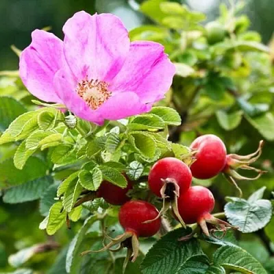 Шиповник   Шиповник  в Челябинске