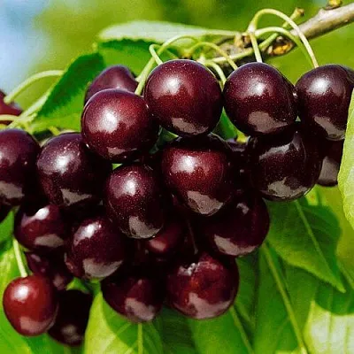 Черешня ВИТЯЗЬ в Челябинске