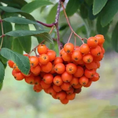 Рябина ВЕФЕД сладкоплодная  Рябина ВЕФЕД сладкоплодная в Челябинске