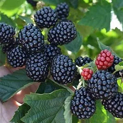 Ежевика ПОЛАР бесшипная  Ежевика ПОЛАР бесшипная в Челябинске