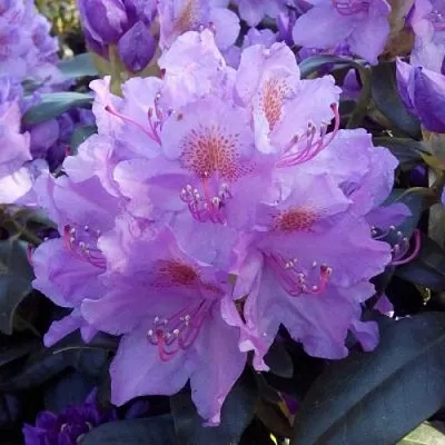 Рододендрон в Челябинске