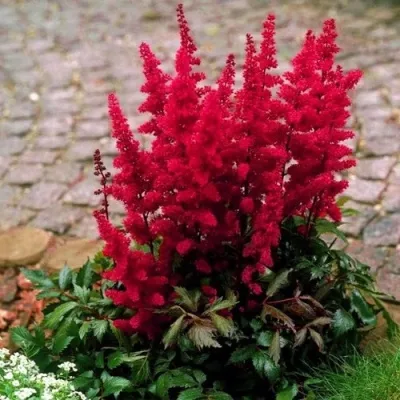 Астильба ГЛАТ Арендса — описание сорта Астильба ГЛАТ Арендса в Челябинске