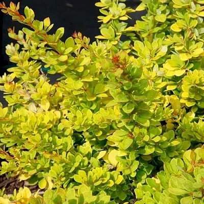 Барбарис СЕНСЕЙШЕН тунберга  Барбарис СЕНСЕЙШЕН тунберга в Челябинске