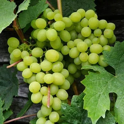 Виноград АЛЕШЕНЬКИН в Челябинске