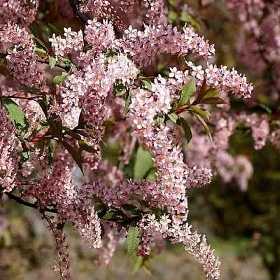 Черемуха НЕЖНОСТЬ  Черемуха НЕЖНОСТЬ в Челябинске