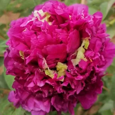 Пион ПОЛЕТ ЛАСТОЧКИ древовидный  Пион ПОЛЕТ ЛАСТОЧКИ древовидный в Челябинске