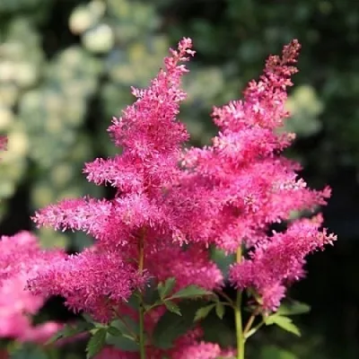 Астильба САННИ ДЕЙ гибридная  Астильба САННИ ДЕЙ гибридная в Челябинске
