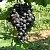 Виноград ВОСТОРГ ЧЕРНЫЙ в Челябинске