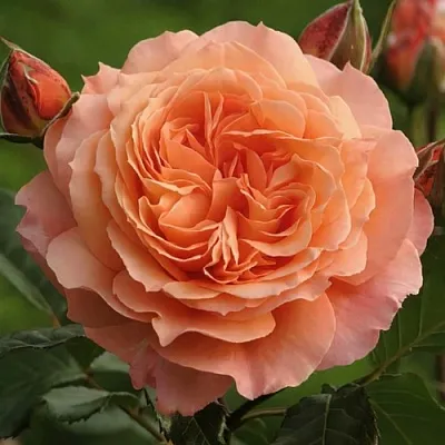 Саженцы роз БЕЛЬВЕДЕР шраб  Саженцы роз БЕЛЬВЕДЕР шраб в Челябинске