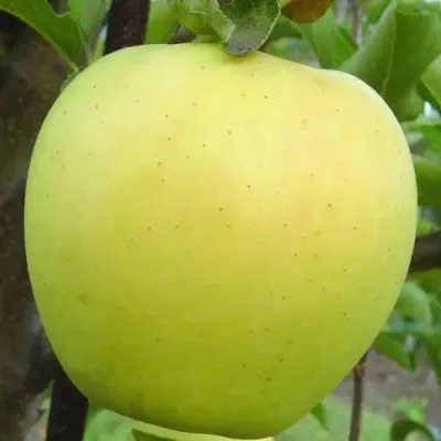 Яблоня ГОЛДЕН ДЕЛИШЕС в Челябинске