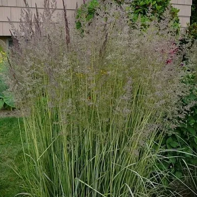 Вейник АВАЛАНШ остроцветковый  Вейник АВАЛАНШ остроцветковый в Челябинске