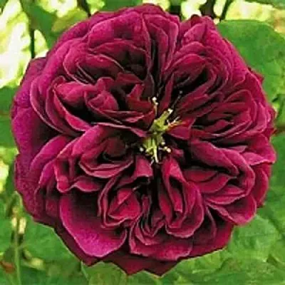 Саженцы роз ЗЕ ПРИНЦ английская  Саженцы роз ЗЕ ПРИНЦ английская в Челябинске