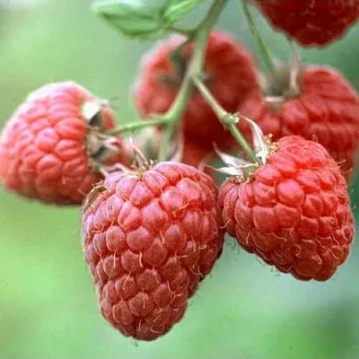 Малина ХЕРИТЕЙДЖ в Челябинске