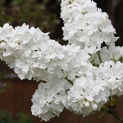 Сирень ФЛОРА в Челябинске