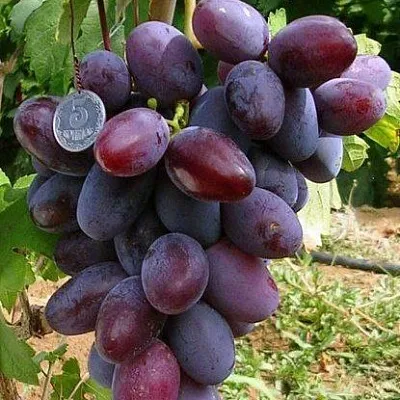 Средние сорта в Челябинске