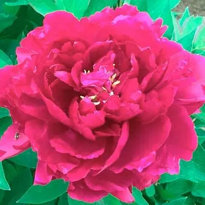 Пион ОСТРОВНОЙ МИНИСТР древовидный  Пион ОСТРОВНОЙ МИНИСТР древовидный в Челябинске