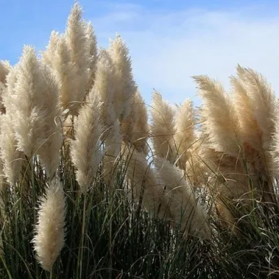 Кортадерия белая (пампасная трава) в Челябинске