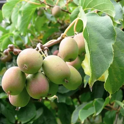 Актинидия ЛЮСИ аргута   Актинидия ЛЮСИ аргута  в Челябинске