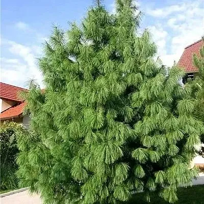 Сосна гриффита  Сосна гриффита в Челябинске