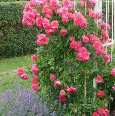 Саженцы роз РОЗЕУМ ЮТЕРСОН плетистая — описание сорта Саженцы роз РОЗЕУМ ЮТЕРСОН плетистая в Челябинске