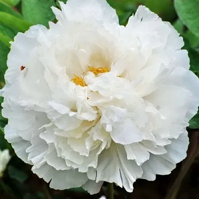 Пион БЕЛЫЙ СНЕГ древовидный  Пион БЕЛЫЙ СНЕГ древовидный в Челябинске