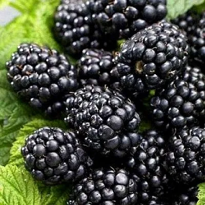 Ежевика БЖЕЗИНА бесшипная  Ежевика БЖЕЗИНА бесшипная в Челябинске