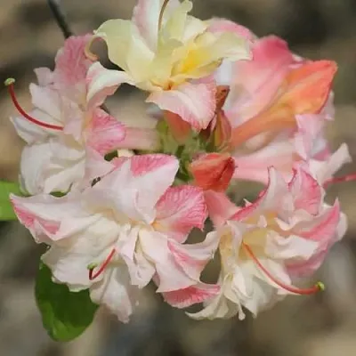 Азалия КЭННОНС ДАБЛ листопадная  Азалия КЭННОНС ДАБЛ листопадная в Челябинске