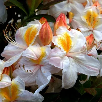 Азалия СИЛЬВЕР СЛИППЕР листопадная  Азалия СИЛЬВЕР СЛИППЕР листопадная в Челябинске