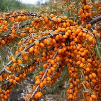 Облепиха ПЕРЧИК  Облепиха ПЕРЧИК в Челябинске