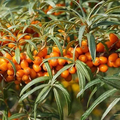 Облепиха РОСИНКА  Облепиха РОСИНКА в Челябинске