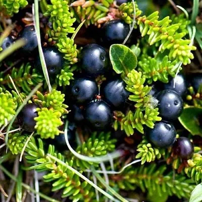 Водяника в Челябинске